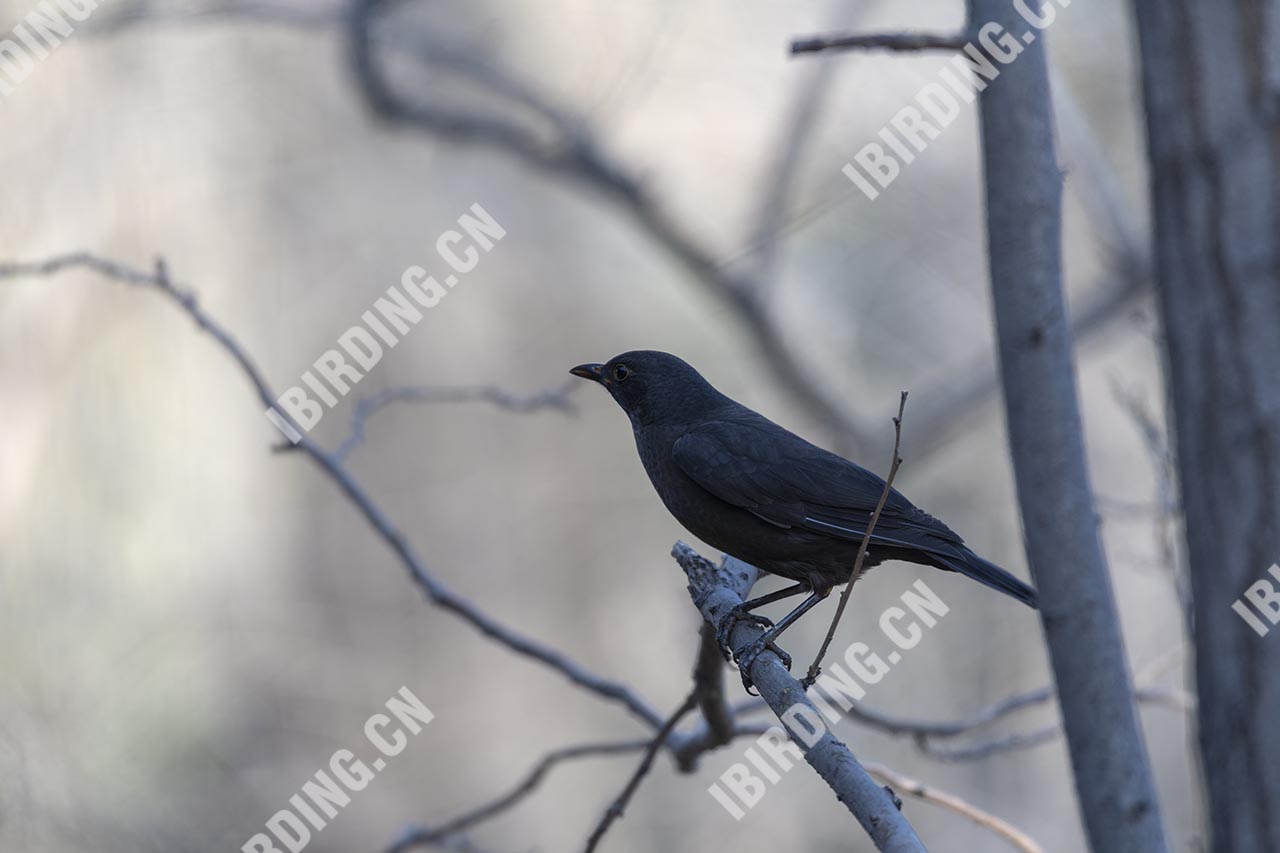 乌鸫 Eurasian Blackbird