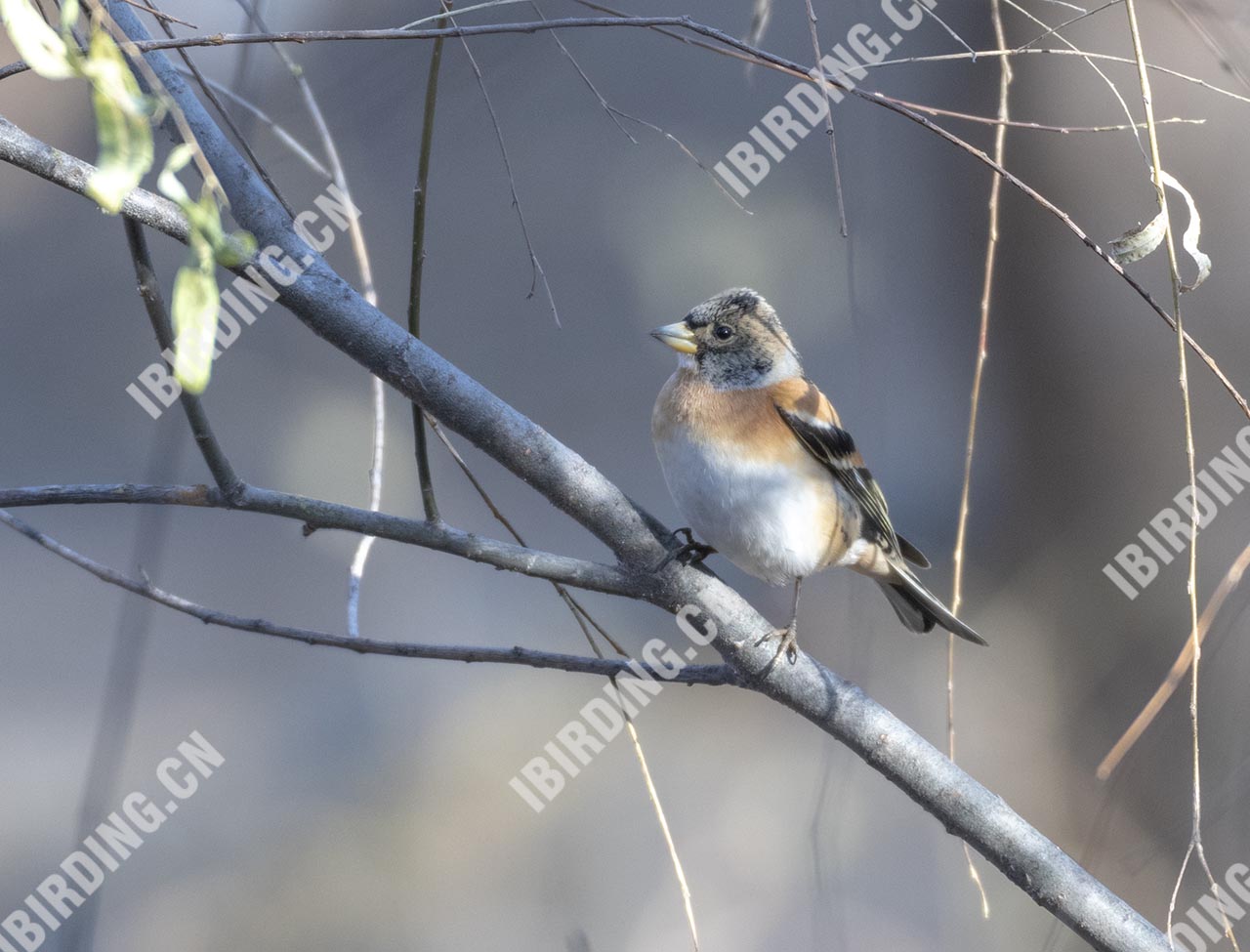 燕雀 Brambling