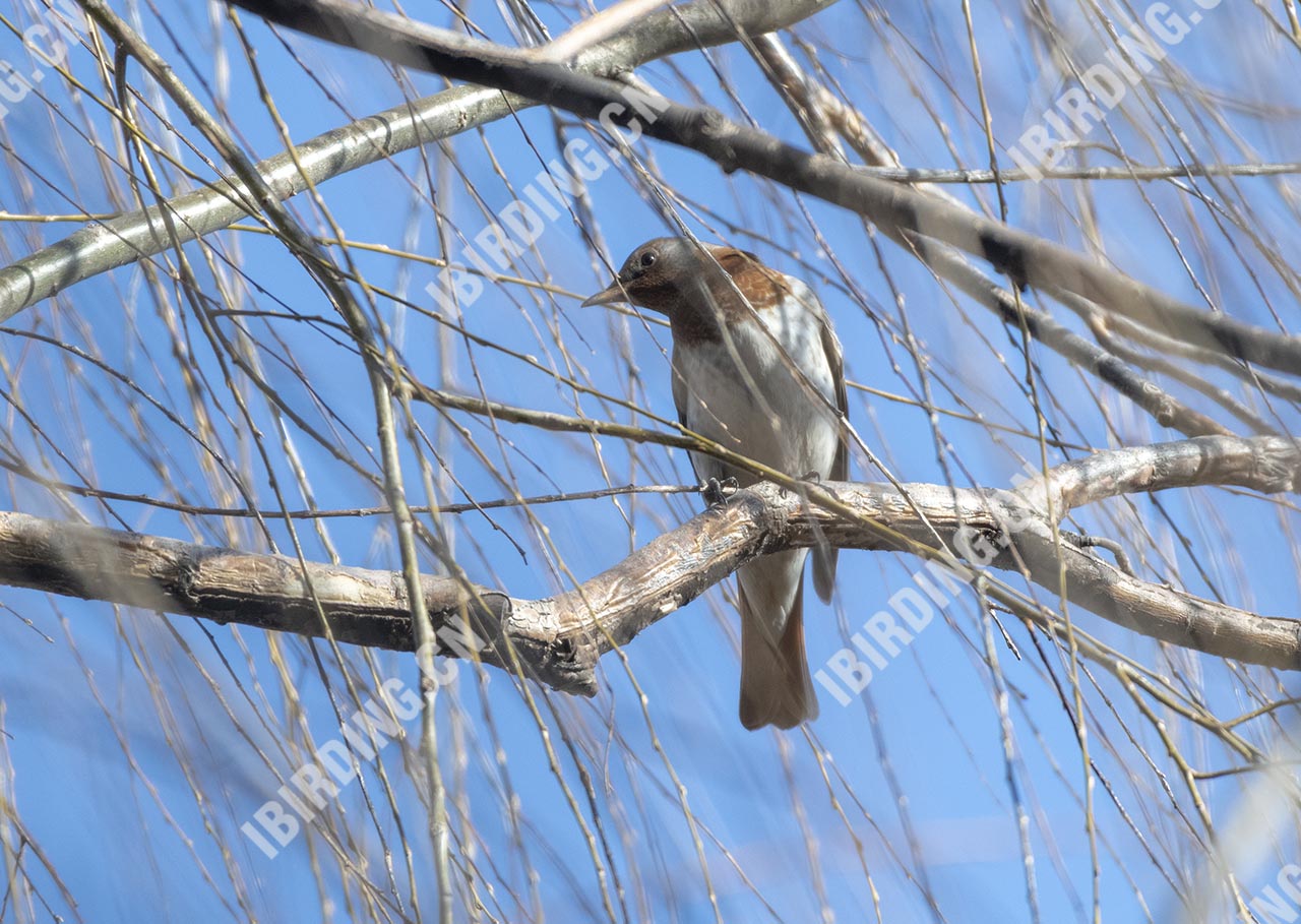 赤颈鸫 Dark-throated Thrush