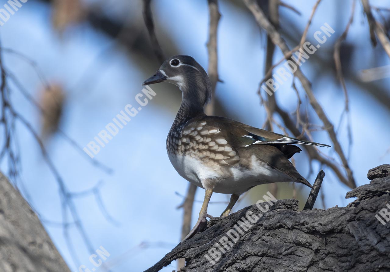 鸳鸯 MANDARIN DUCK