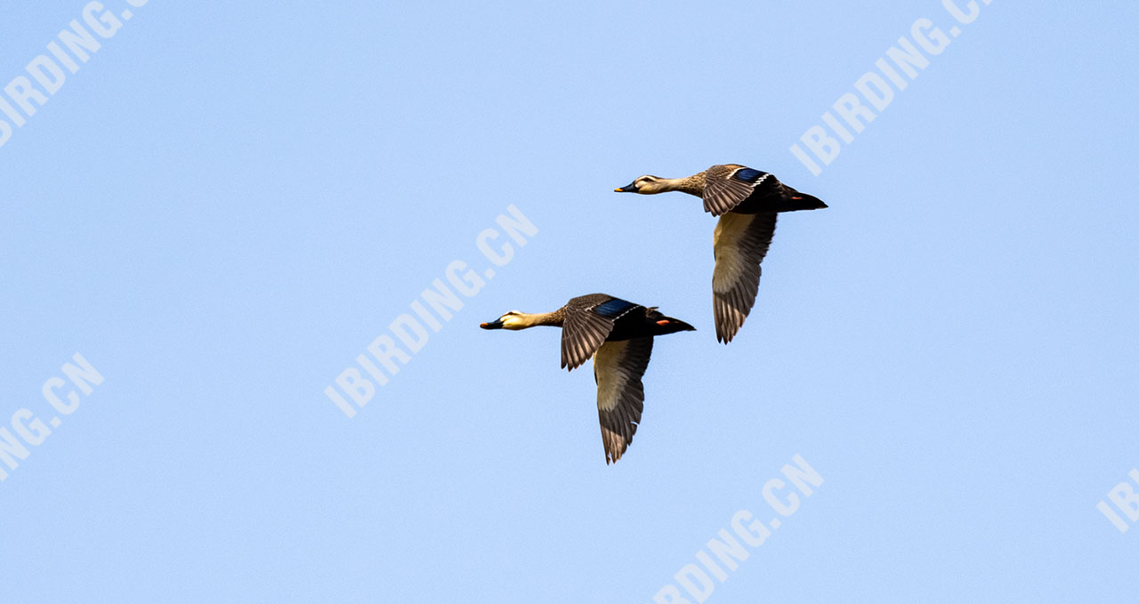 斑嘴鸭 Spot-billed Duck