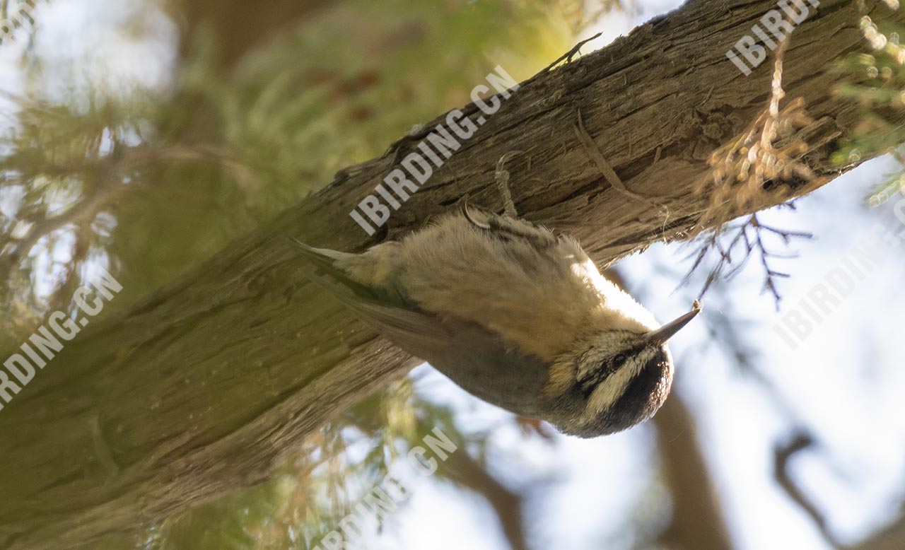 黑头䴓 Snowy-browed Nuthatch