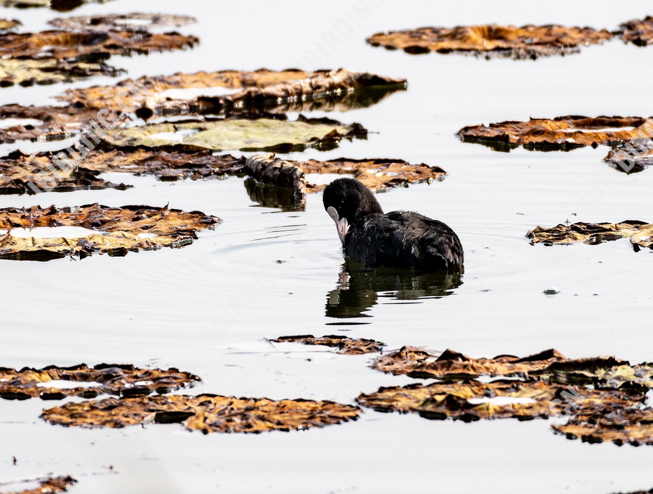 骨顶鸡 Common Coot