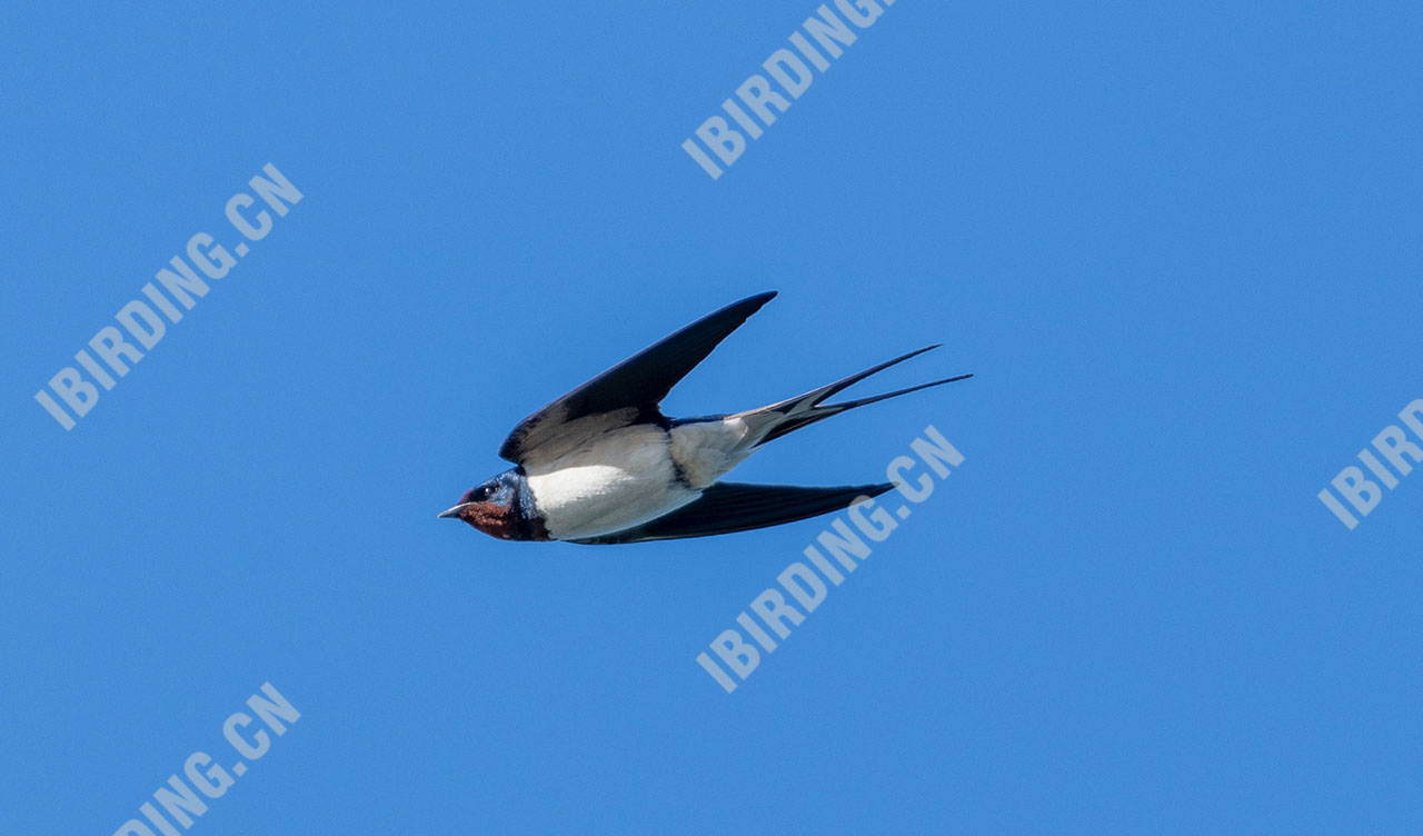 家燕 Barn Swallow