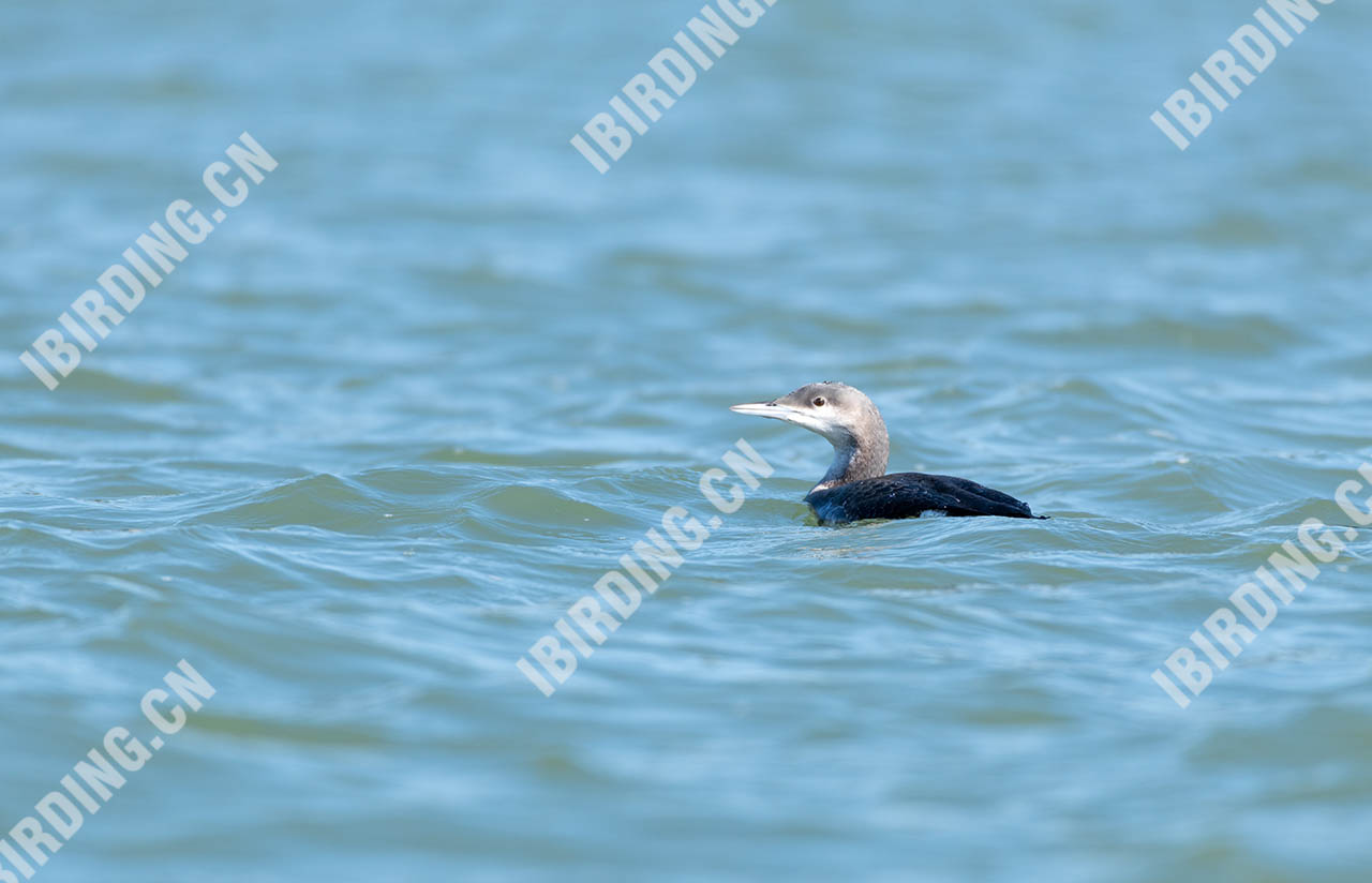 黑喉潜鸟 Black-throated Loon