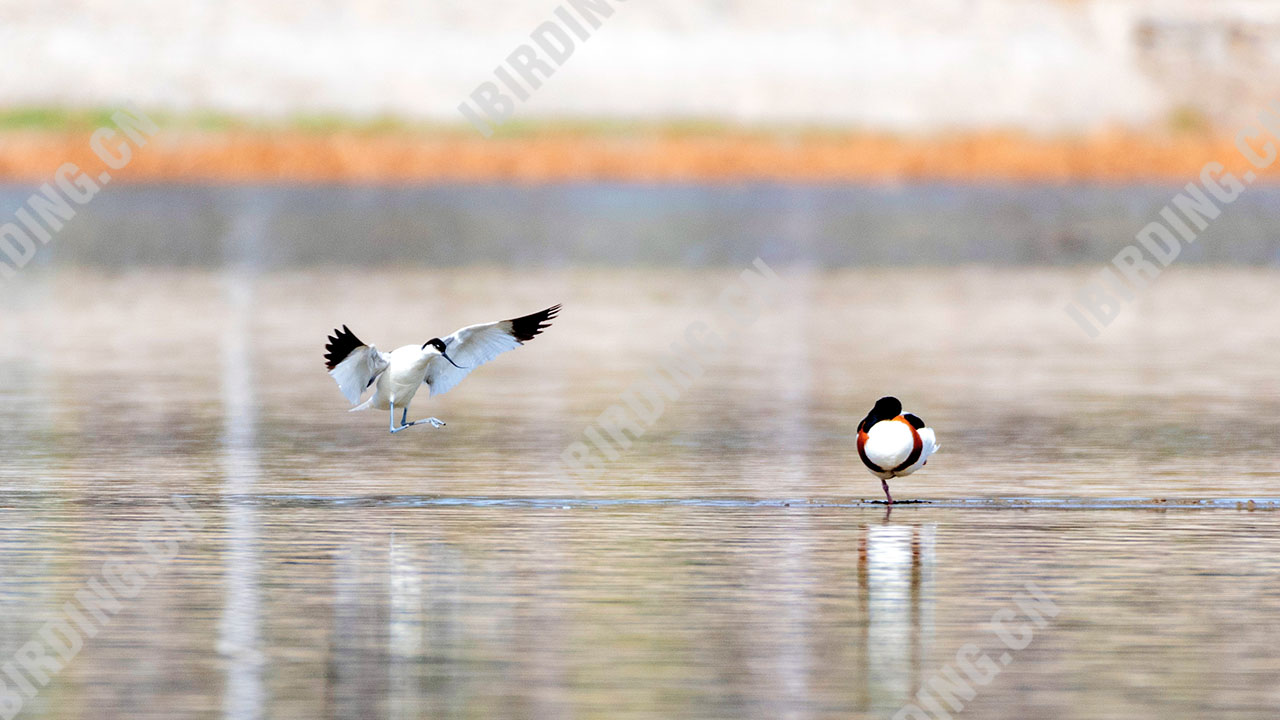 反嘴鹬 Pied Avocet