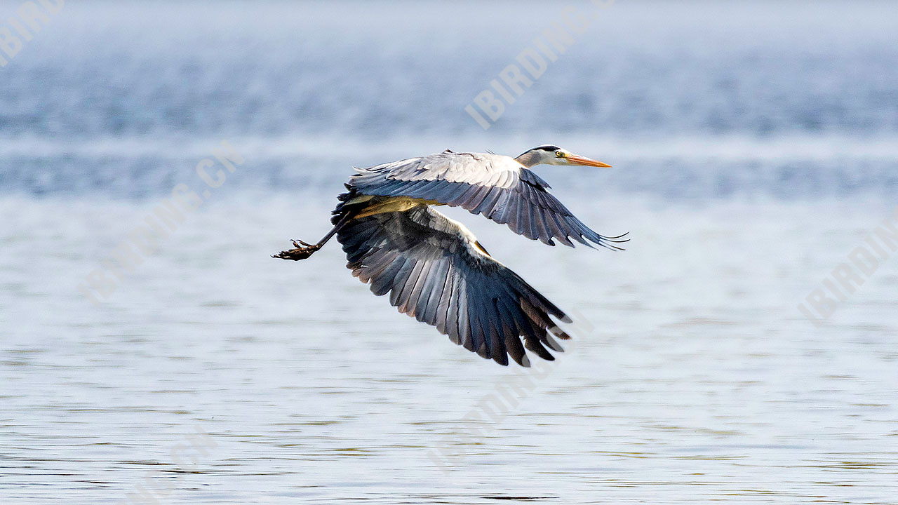 苍鹭 Grey Heron