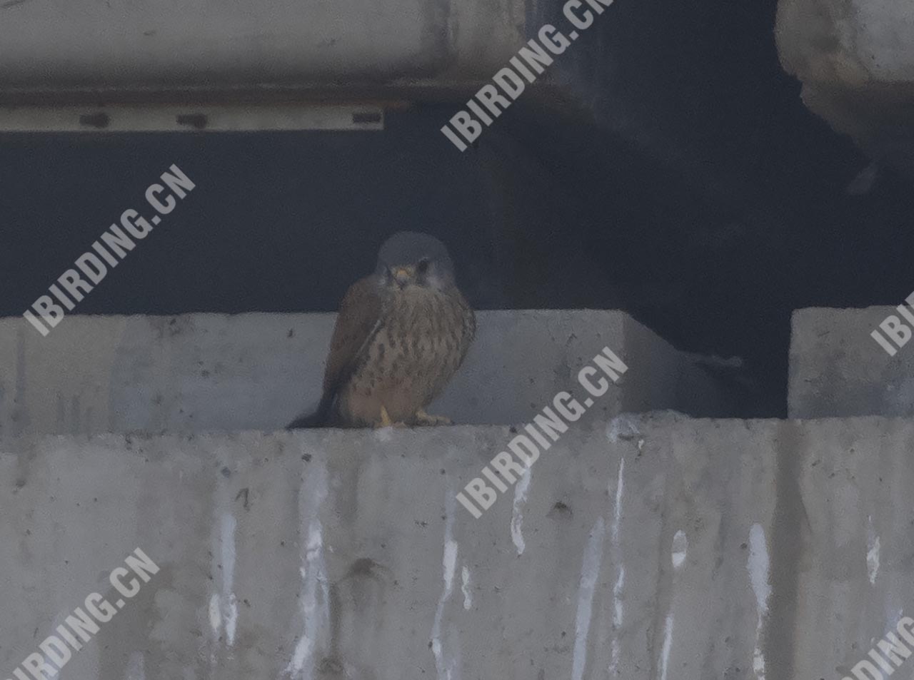 红隼 Common Kestrel