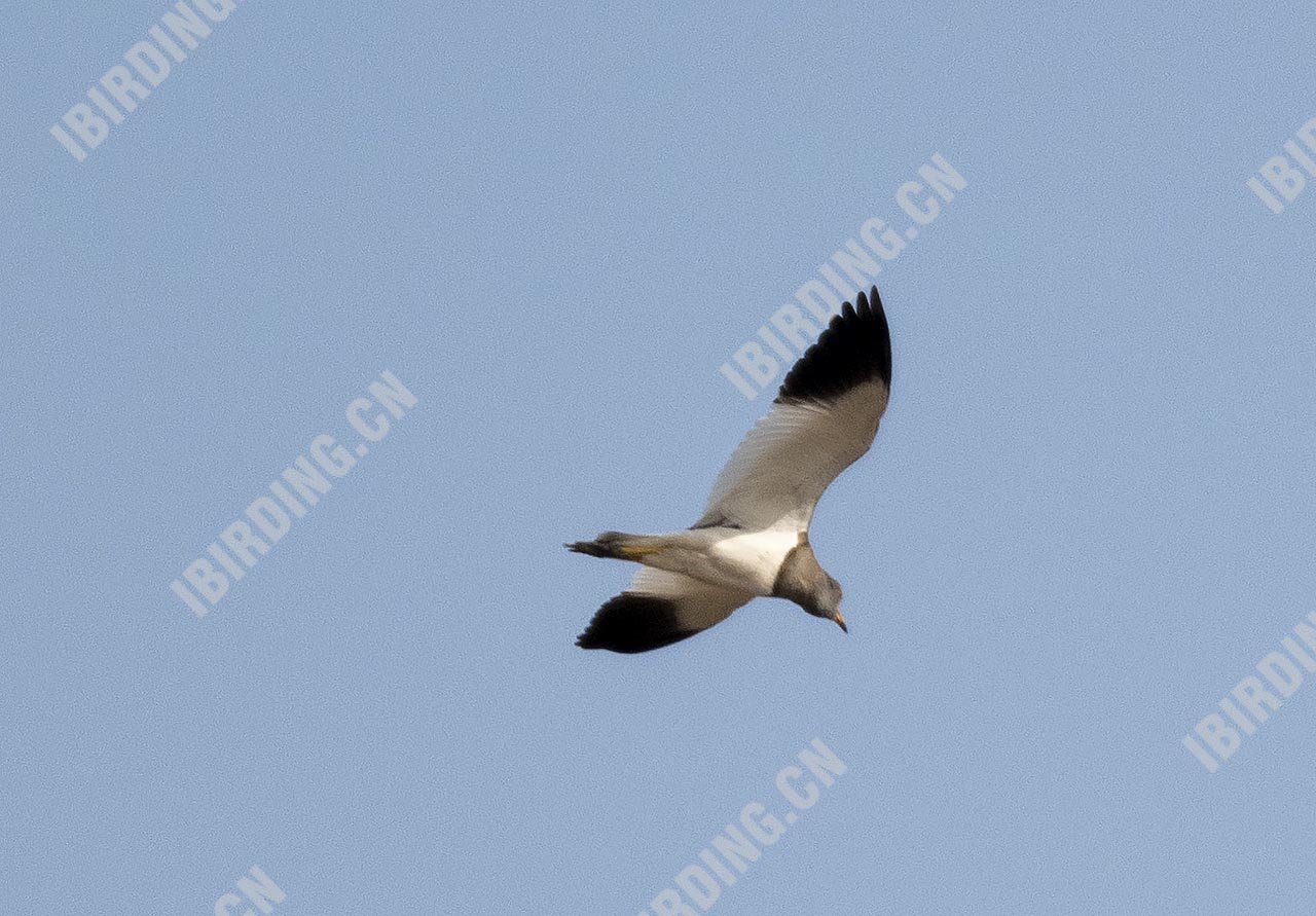 灰头麦鸡 Grey-headed Lapwing