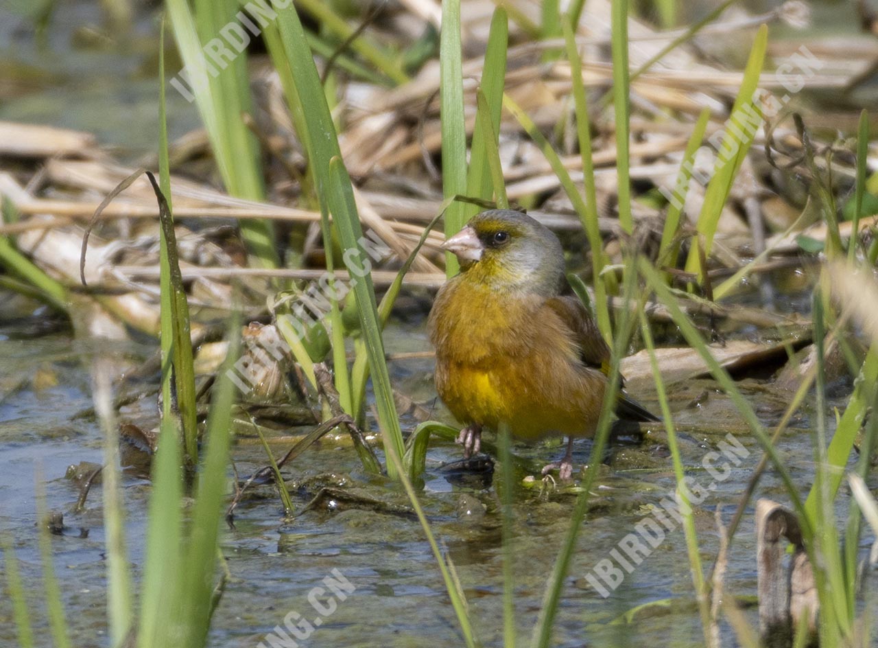 金翅[雀] Grey-capped Greenfinch