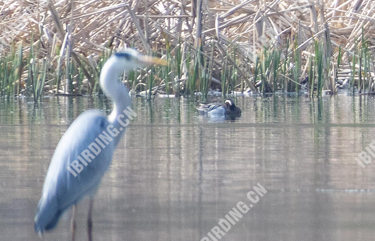 白眉鸭 Garganey