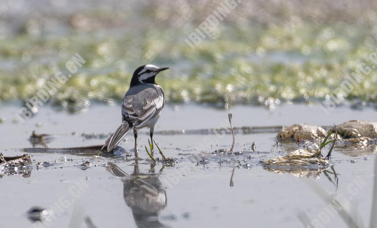 白鹡鸰 White Wagtail