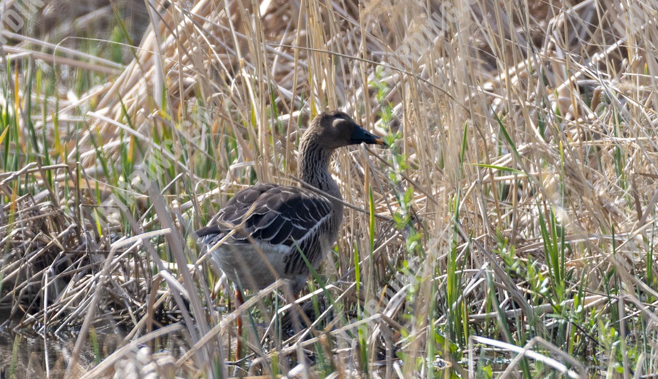 豆雁 Bean Goose