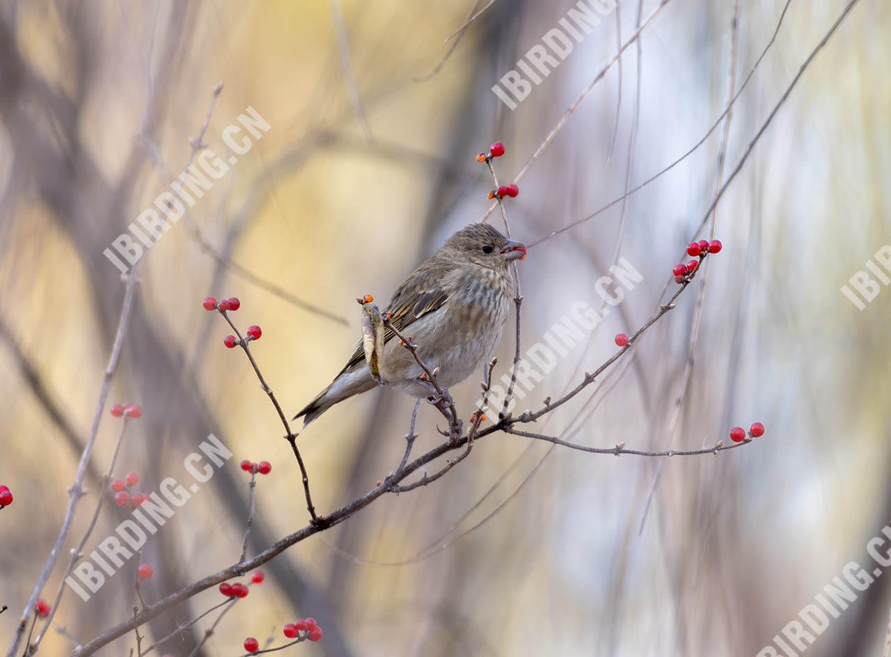 普通朱雀 Common Rosefinch