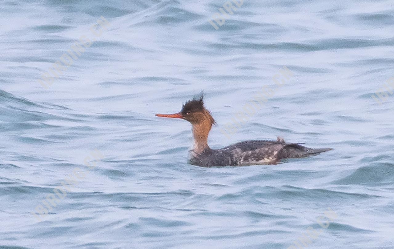 红胸秋沙鸭 Red-breasted Merganser