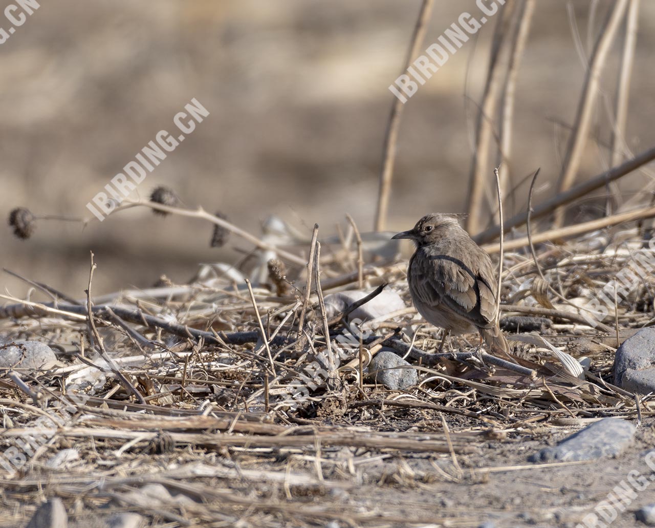 凤头百灵 Crested Lark