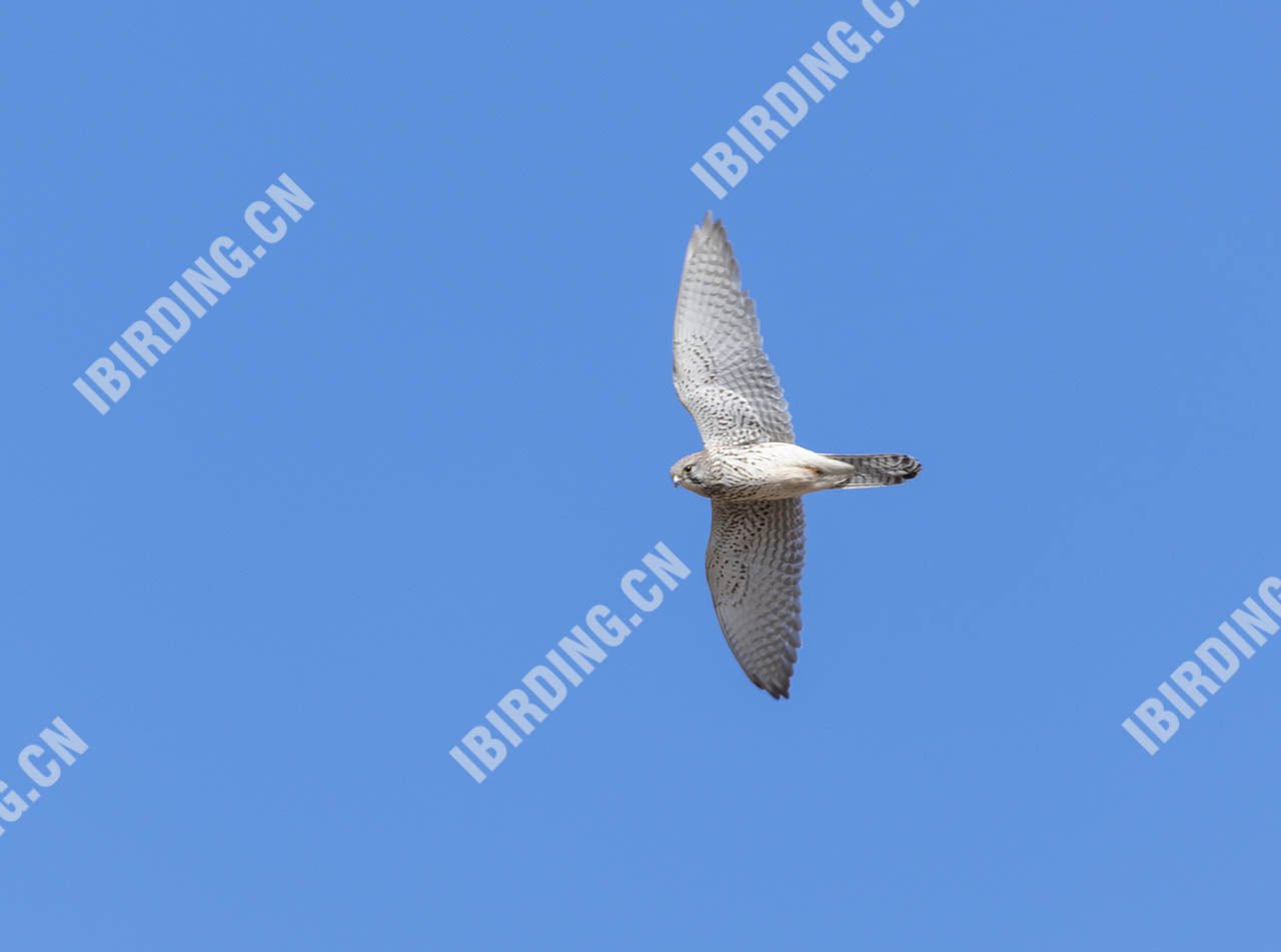 红隼 Common Kestrel