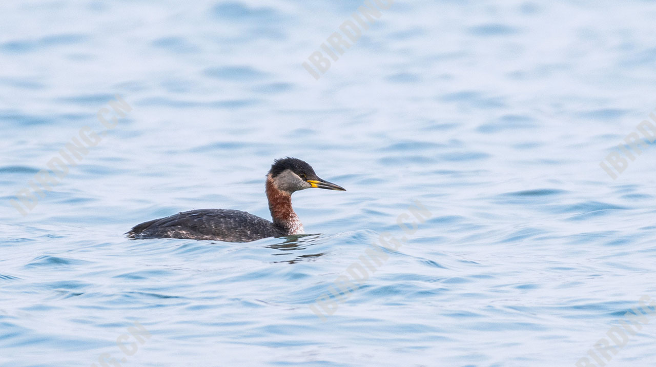 赤颈䴙䴘 Red-necked Grebe