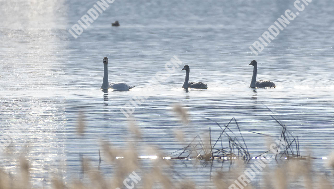 大天鹅 Whooper Swan