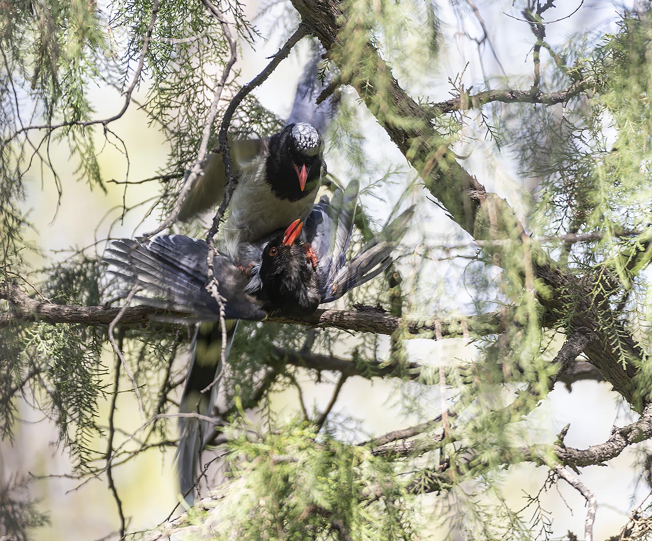 红嘴蓝鹊 Red-billed Blue Magpie