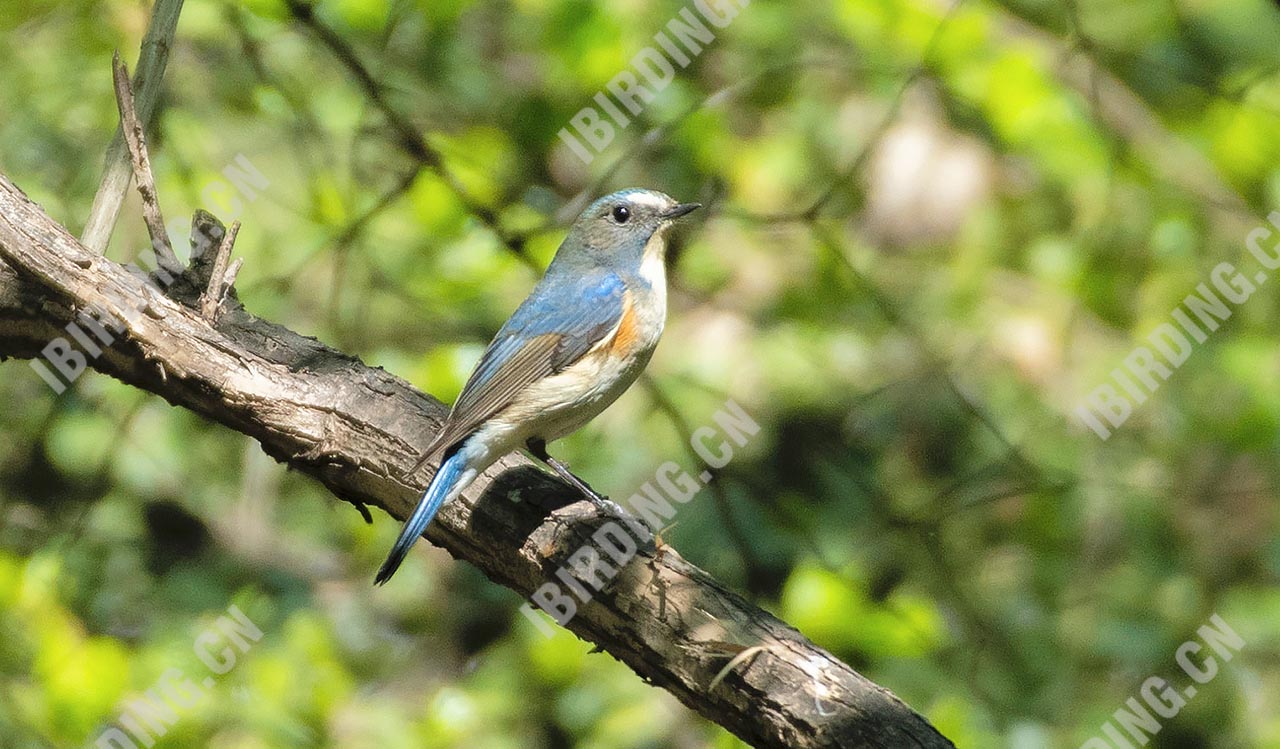 红胁蓝尾鸲 Orange-flanked Bush-Robin