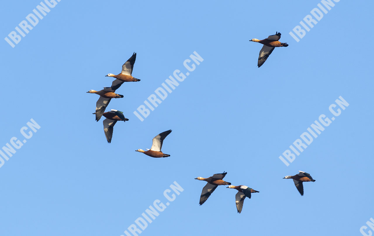 赤麻鸭 Ruddy Shelduck