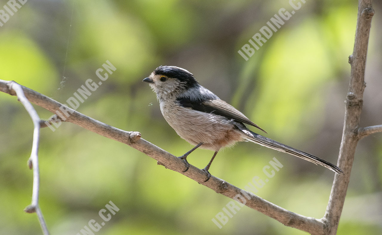 银喉[长尾]山雀 Long-tailed Tit