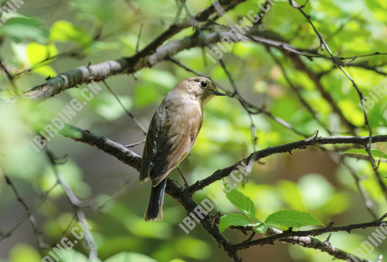 红胁蓝尾鸲 Orange-flanked Bush-Robin