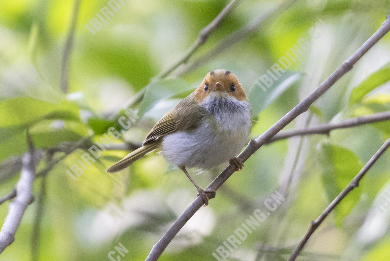 棕脸鹟莺 Rufous-faced Warbler