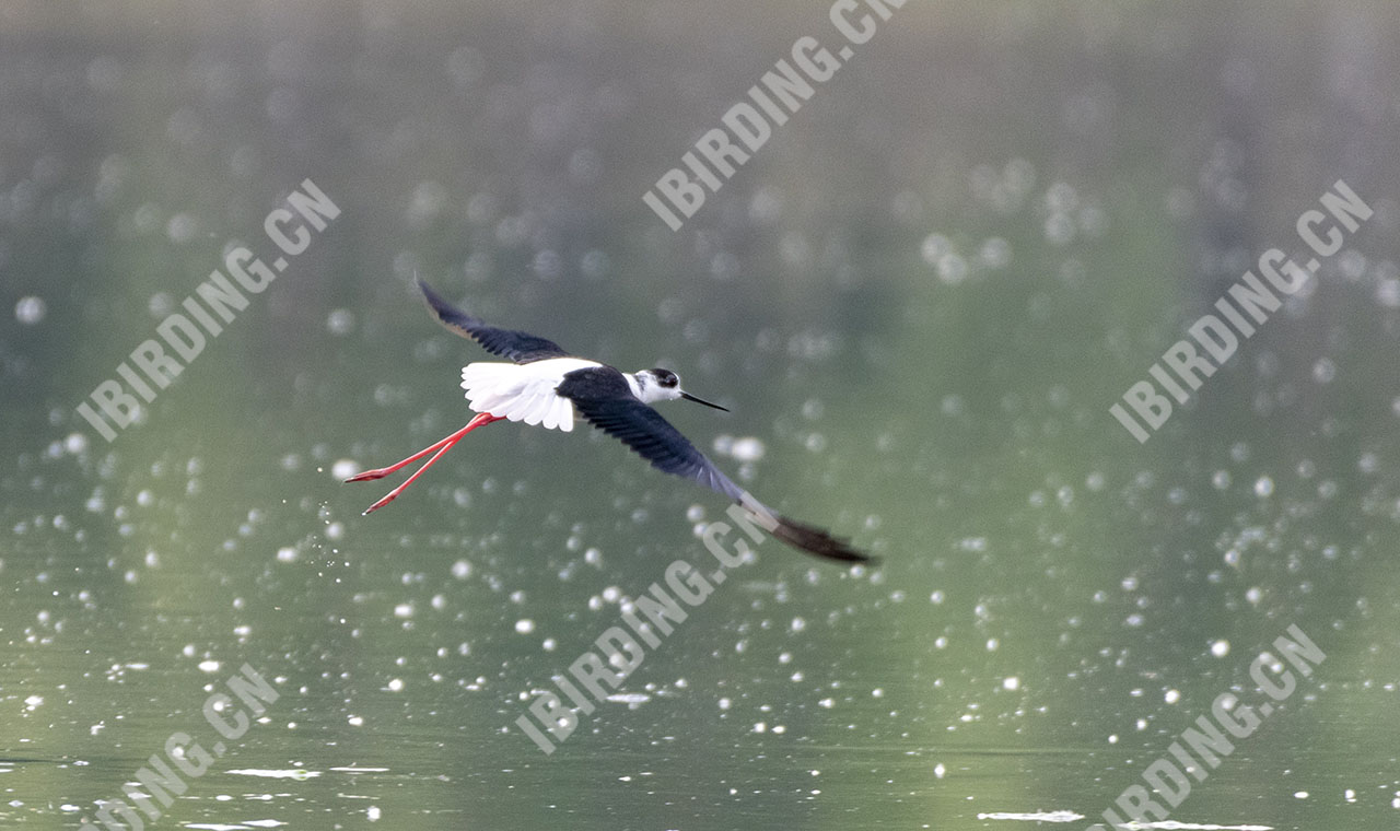 黑翅长脚鹬 Black-winged Stilt