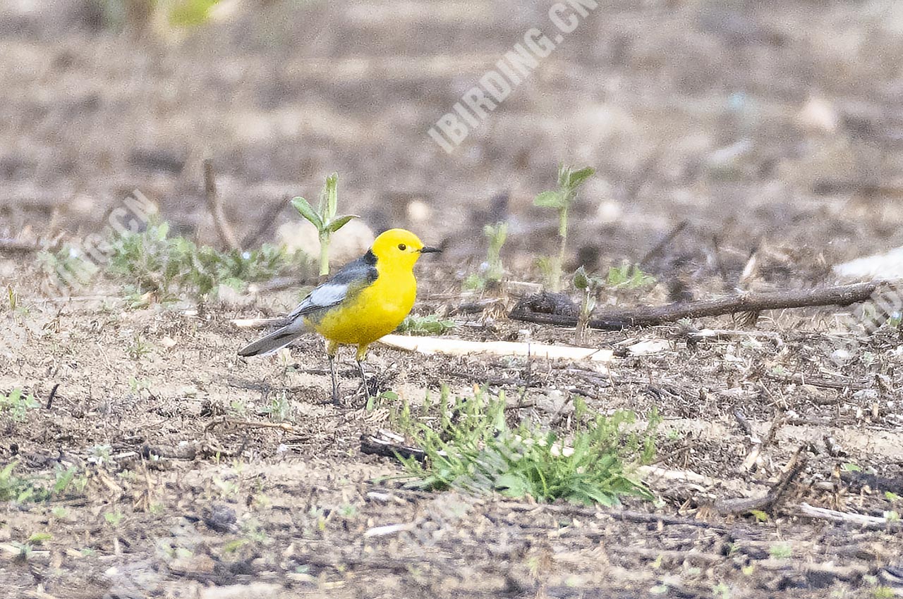 黄头鹡鸰 Citrine Wagtail