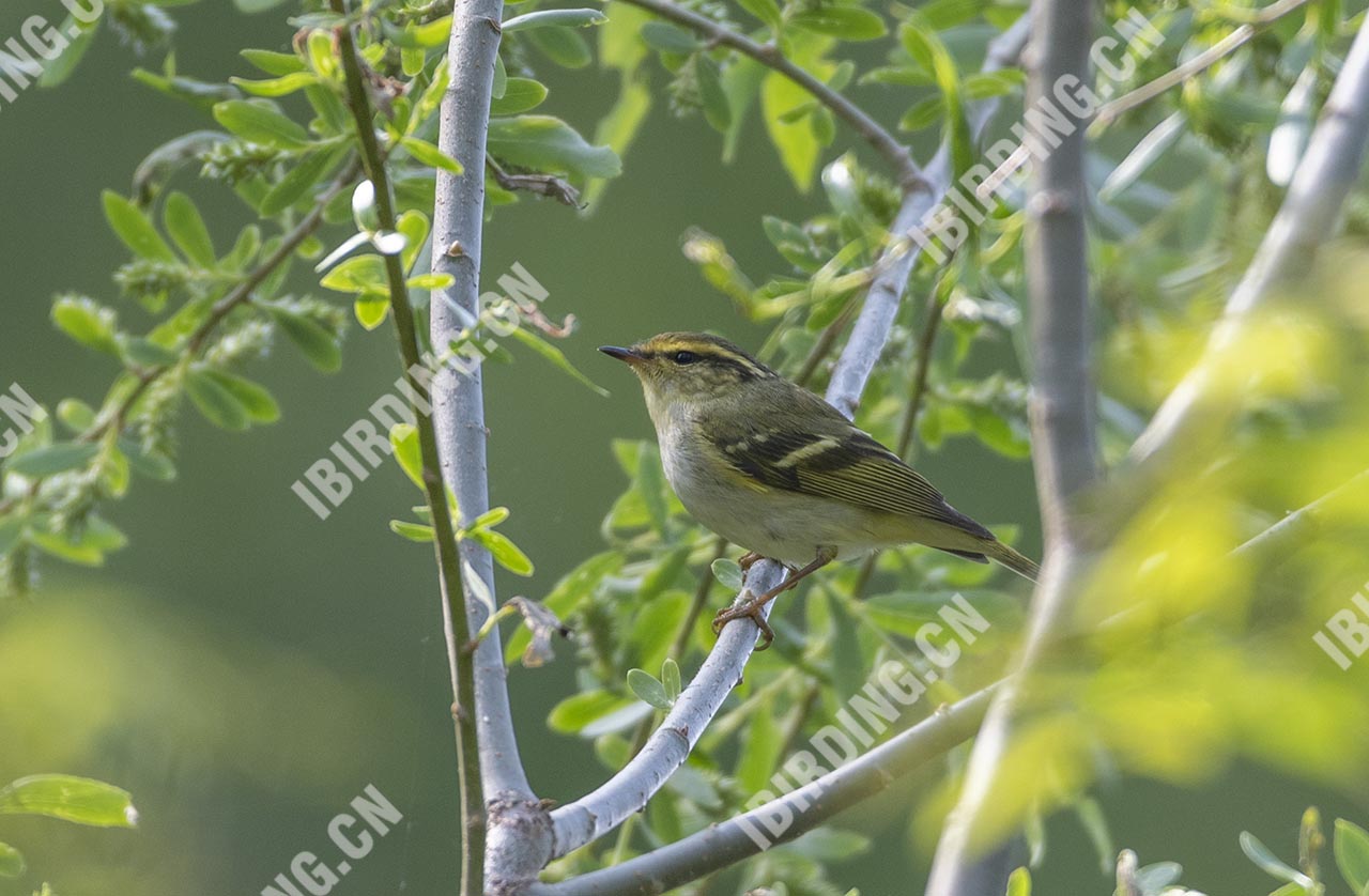 黄腰柳莺 Yellow-rumped Warbler