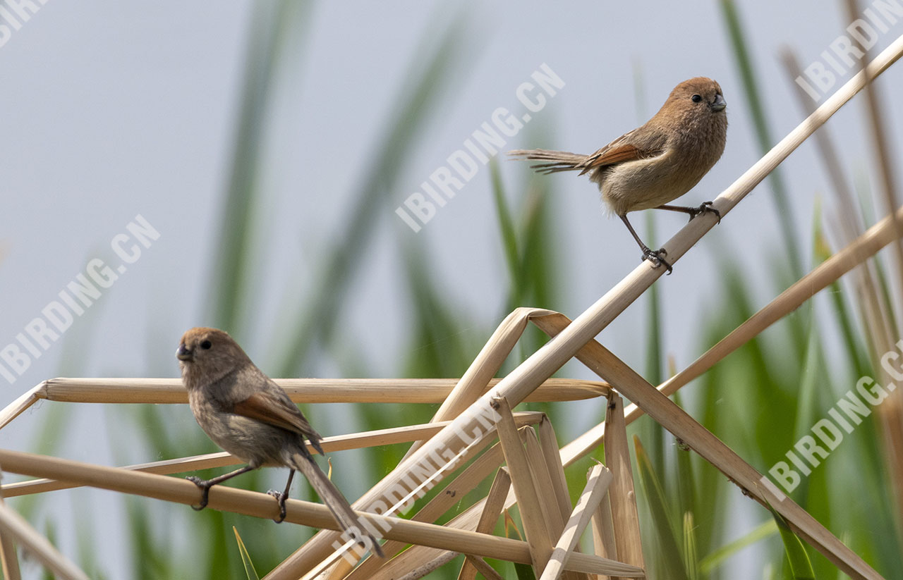 棕头鸦雀 Vinous-throated Parrotbill