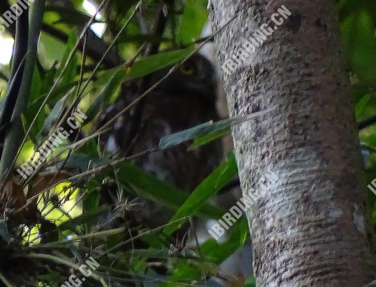 斑头鸺鹠 Barred Owlet