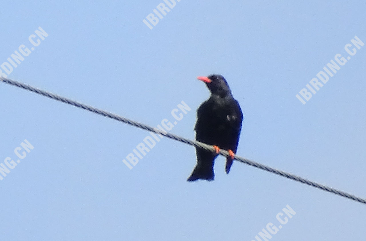 红嘴山鸦 Red-billed Chough