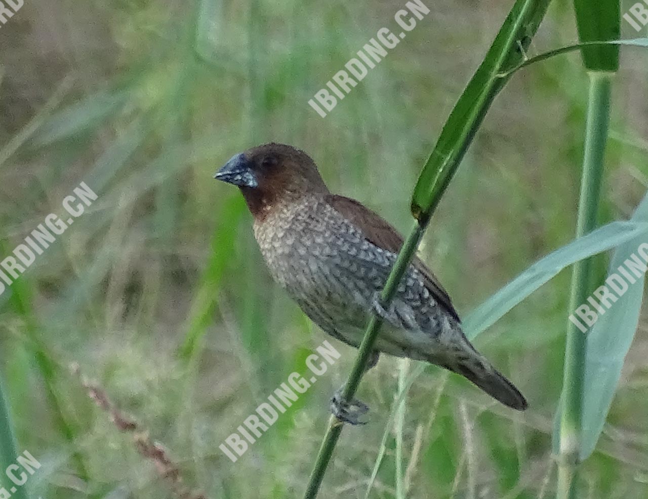 斑文鸟 Scaly-breasted Munia