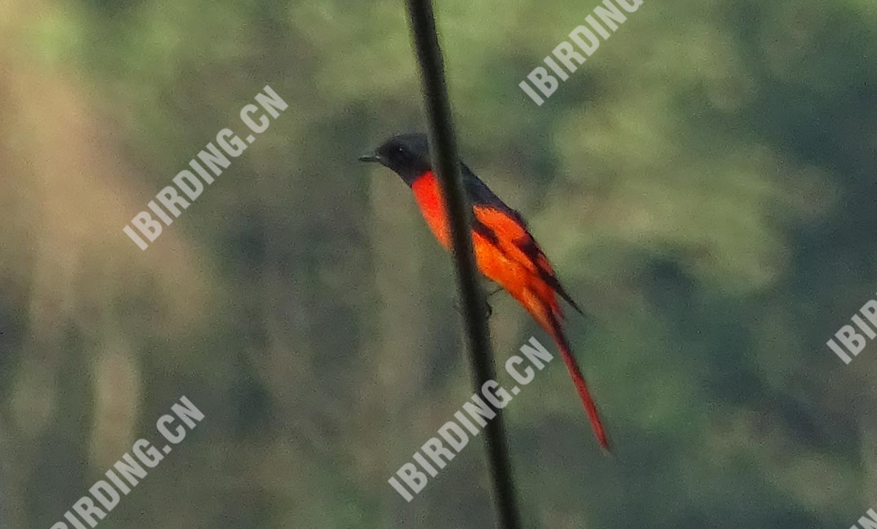 赤红山椒鸟 Scarlet Minivet 雄鸟