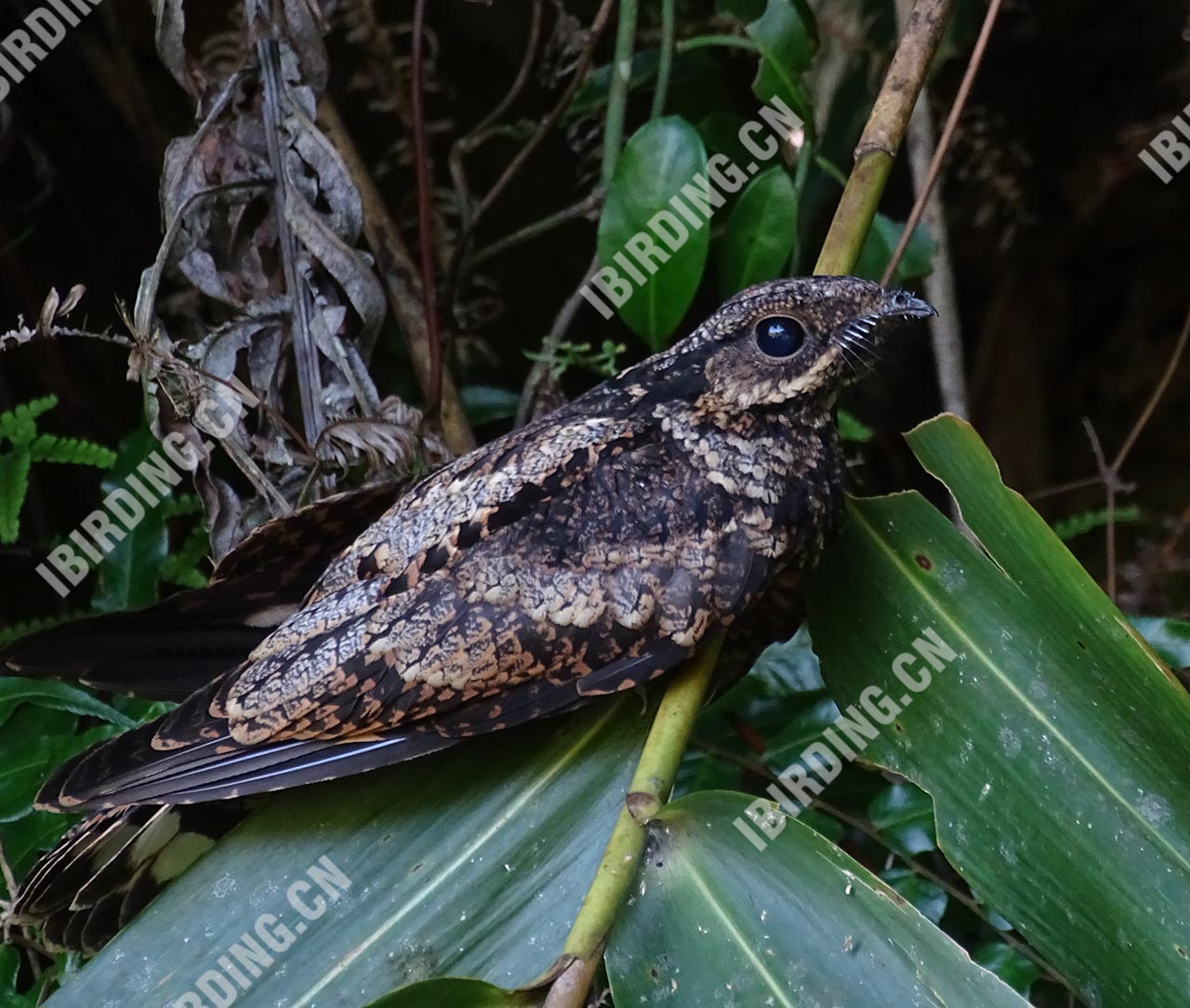 普通夜鹰 Grey Nightjar