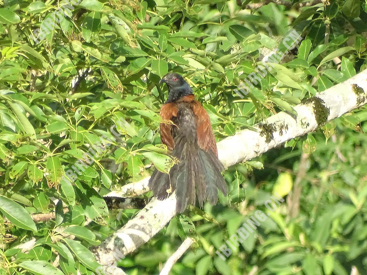 褐翅鸦鹃 Greater Coucal