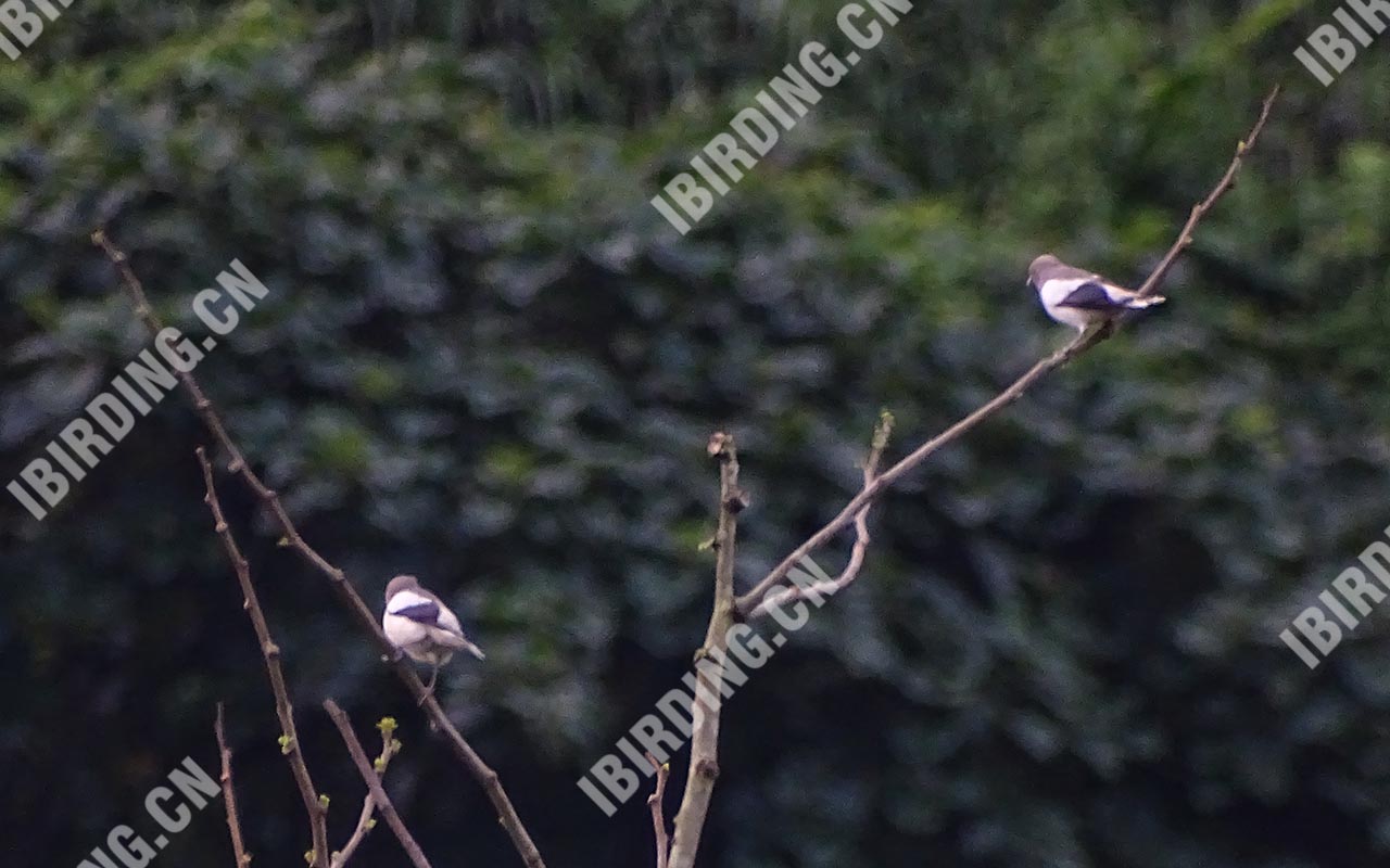 灰背椋鸟 White-shouldered Starling