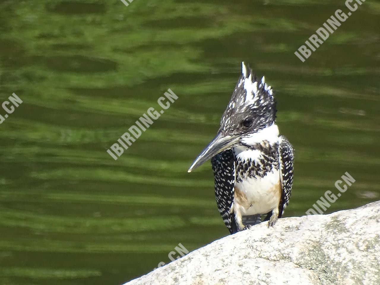 冠鱼狗 Crested Kingfisher