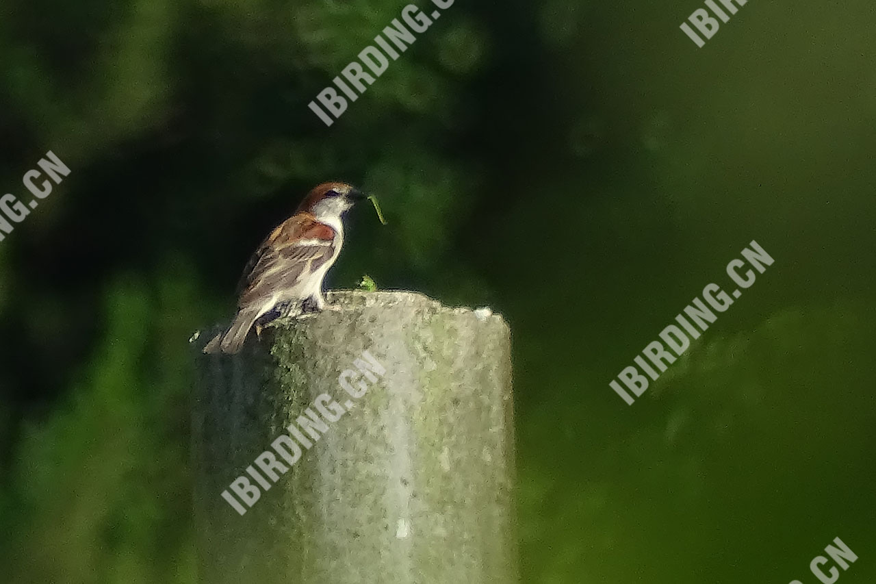山麻雀 Russet Sparrow