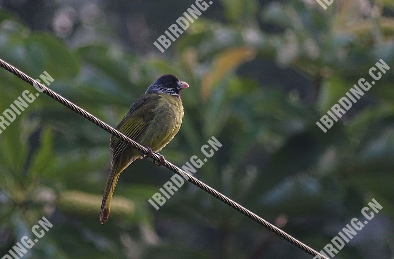 领雀嘴鹎 Collared Finchbill