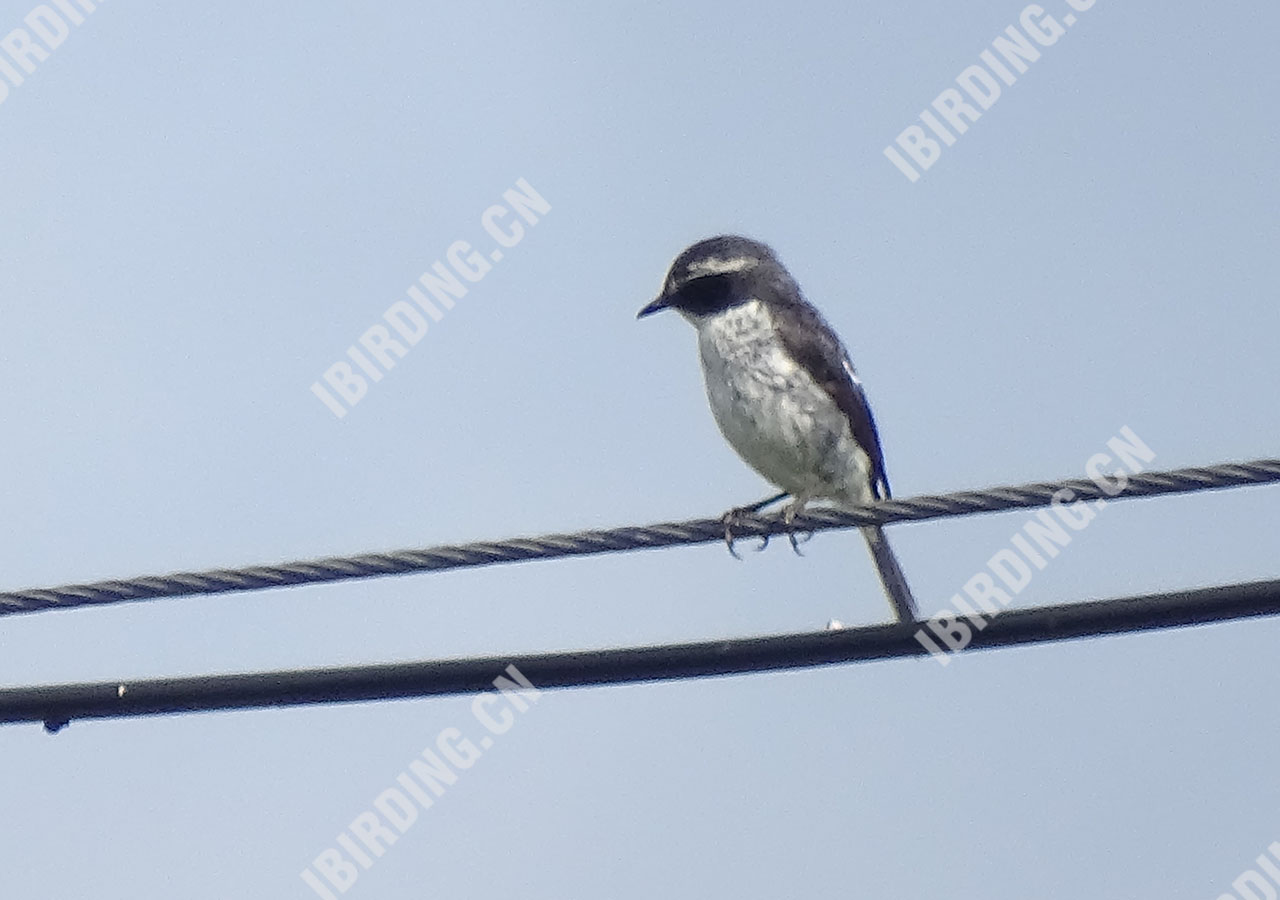 灰林鵖 Grey Bushchat