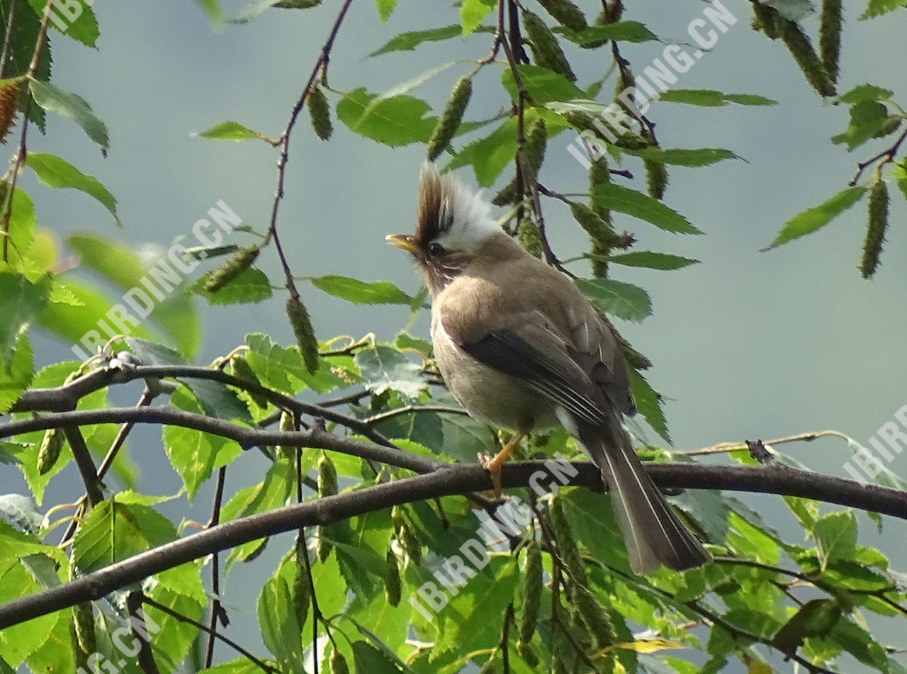 白领凤鹛 White-collared Yuhina