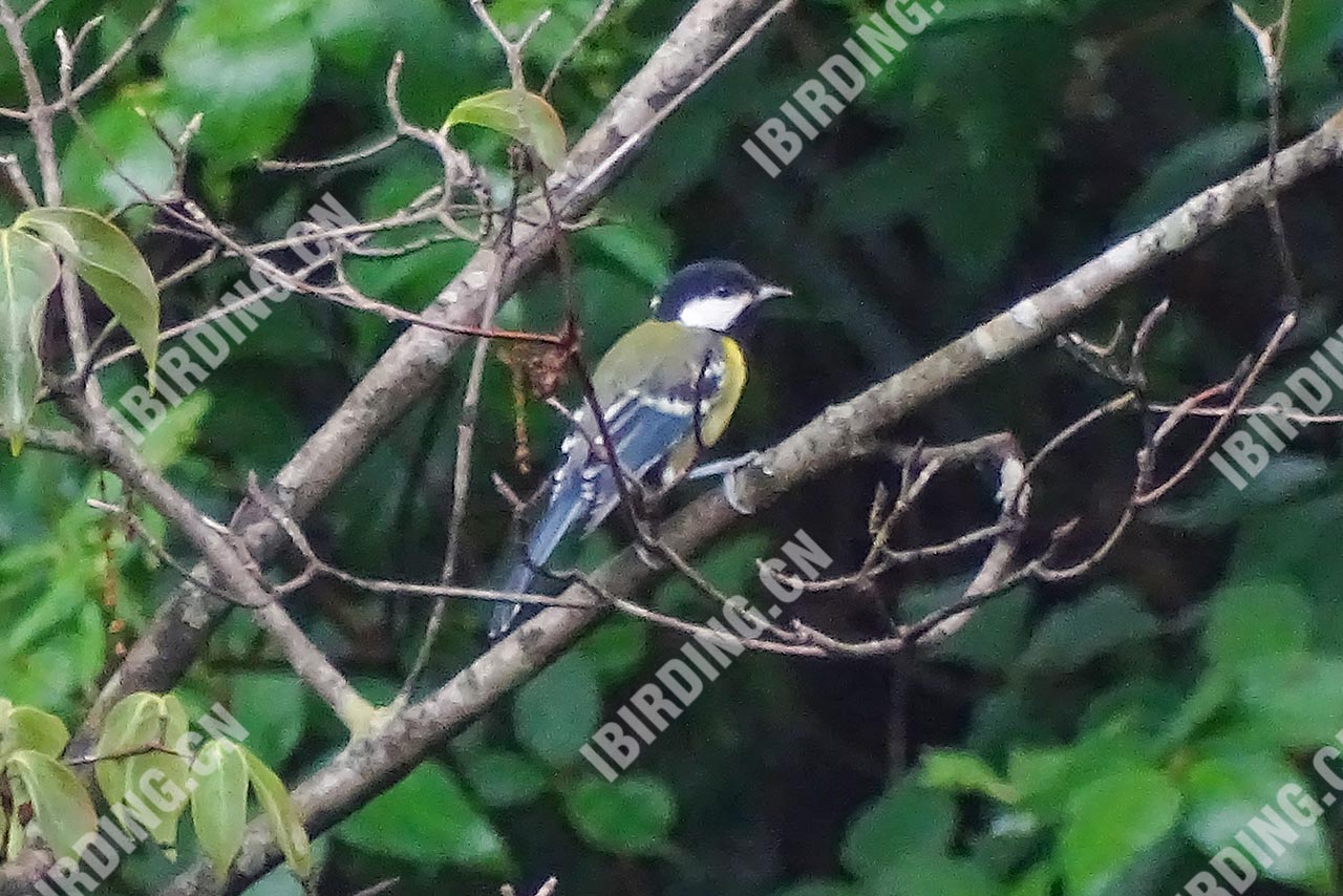 绿背山雀 Green-backed Tit