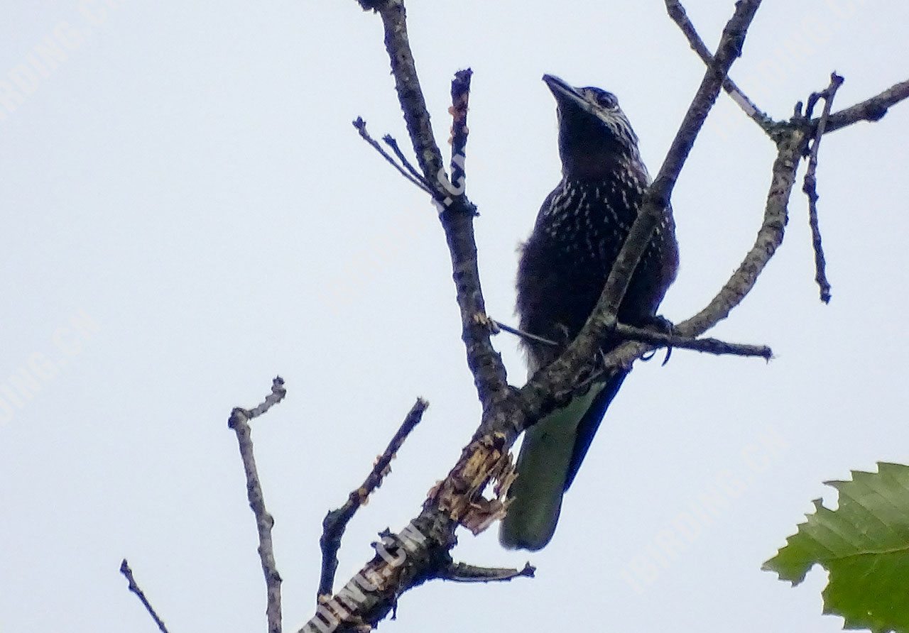 星鸦 Spotted Nutcracker