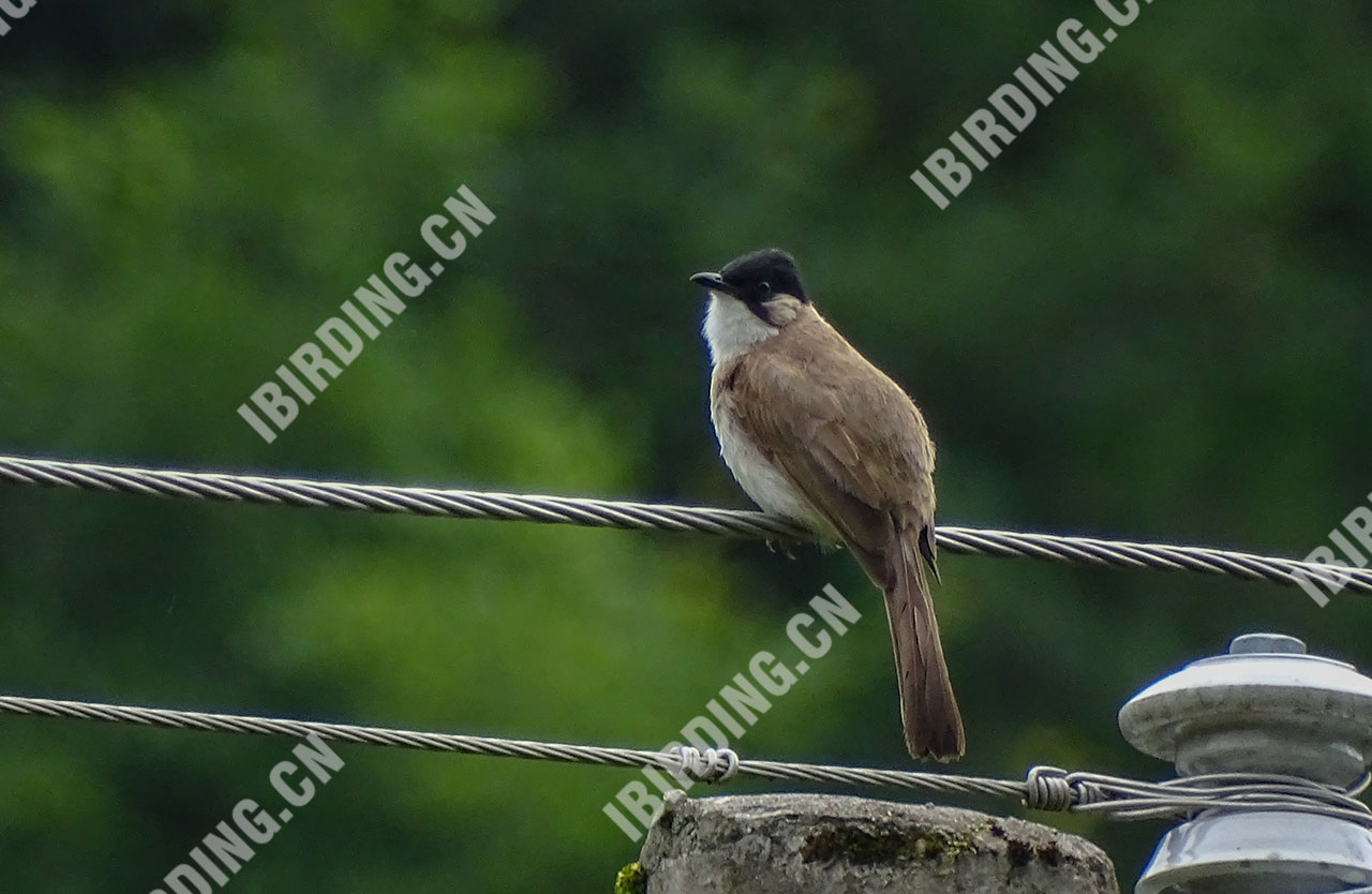 黄臀鹎 Brown-breasted Bulbul