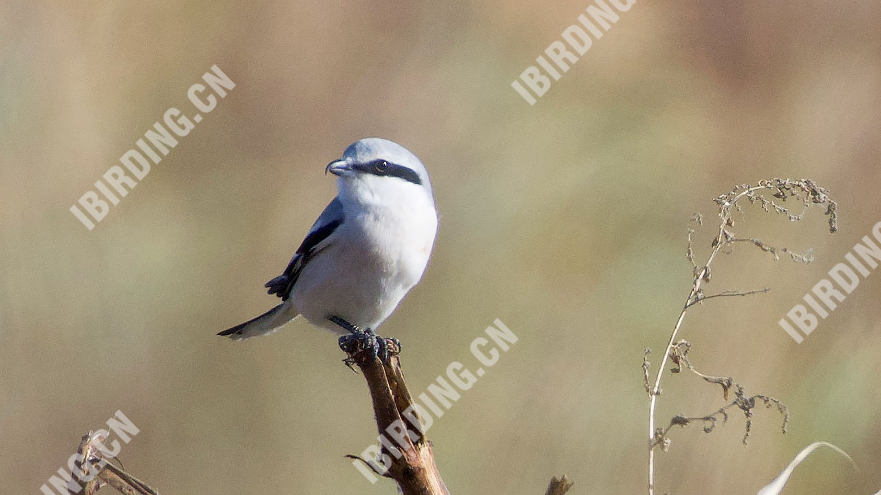 楔尾伯劳 Chinese Grey Shrike