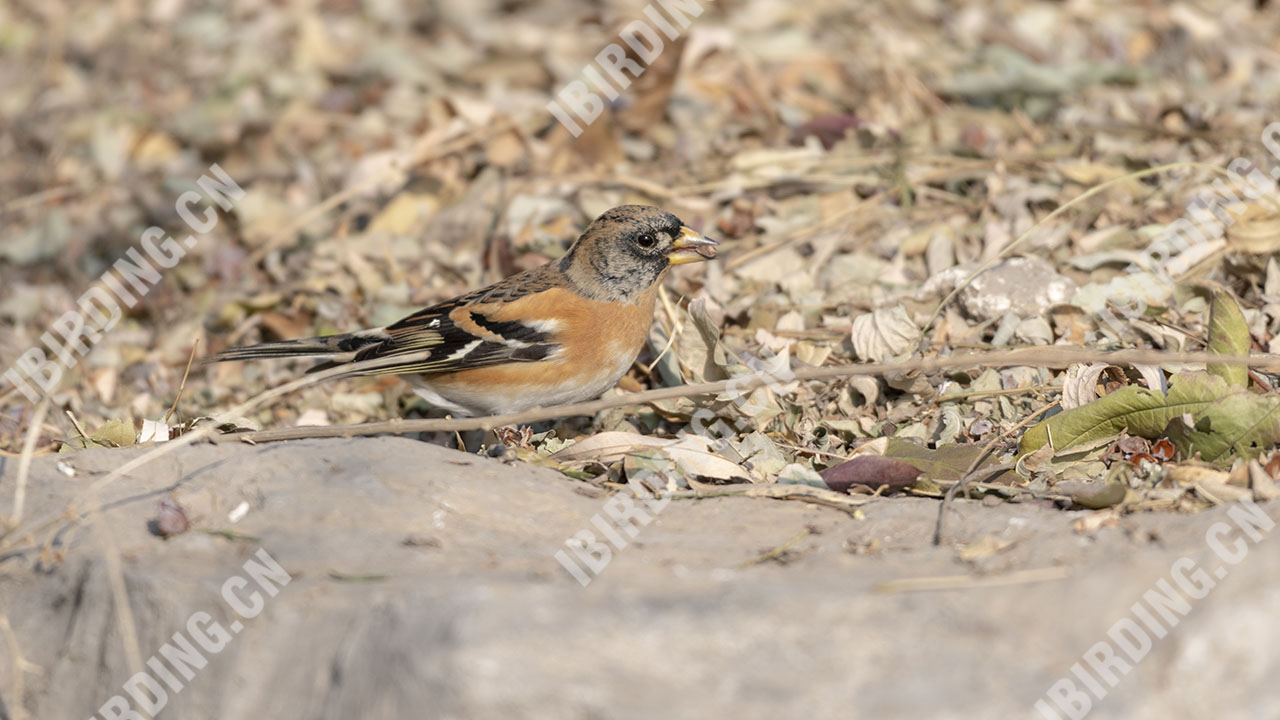 燕雀 Brambling